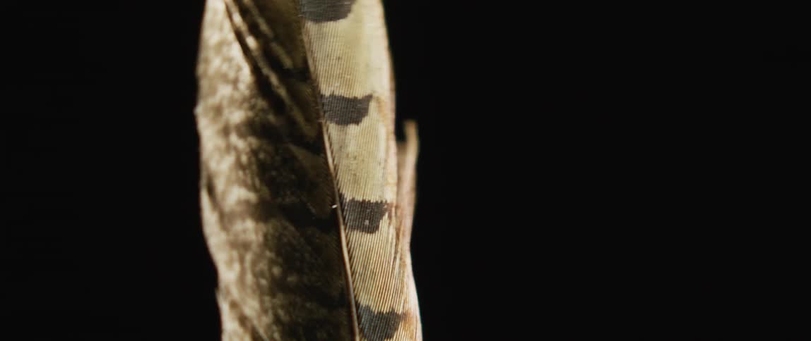 A single feather is moving in the darkness