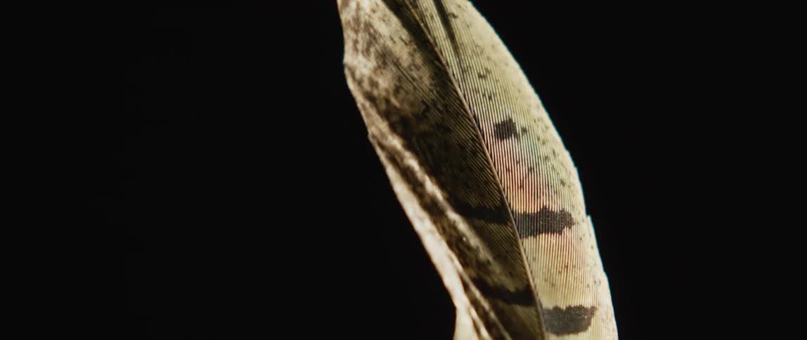 A single feather is moving in the darkness