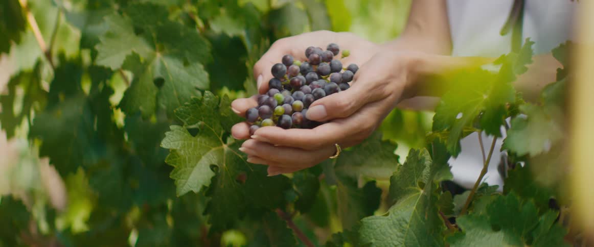 A woman stands by a tree holding a handful of freshly picked berries