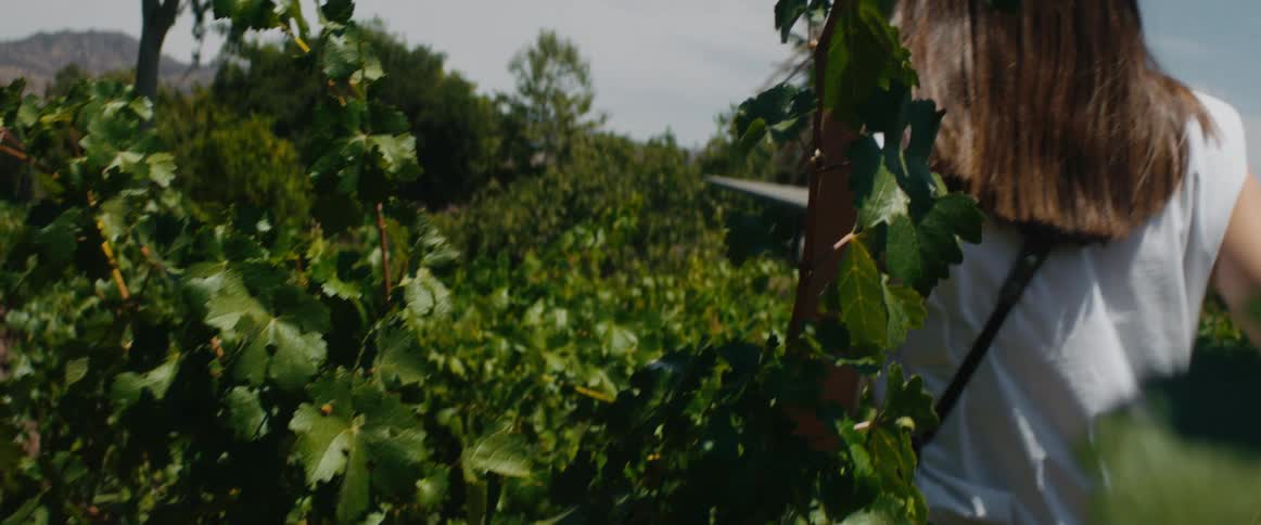 A woman walks through a vineyard