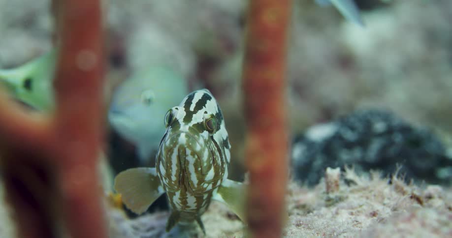 Fish swim together underwater