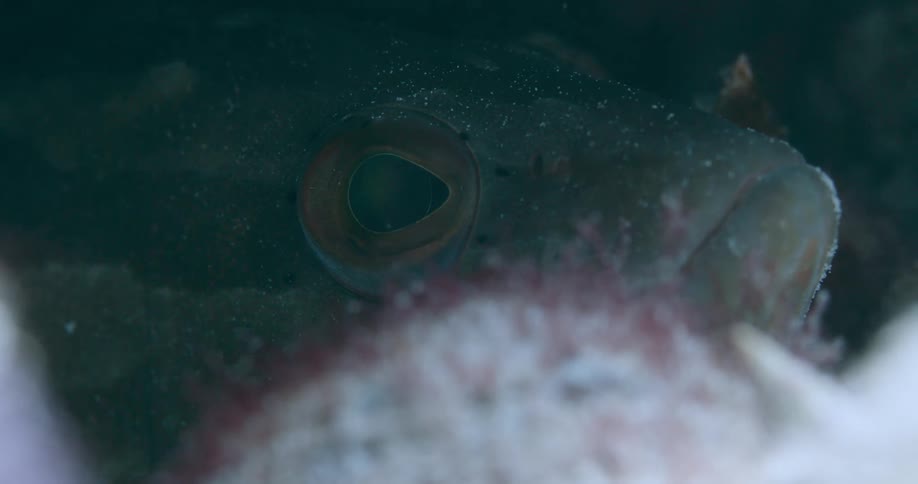 A fish hiding in the shadows opens its mouth slightly