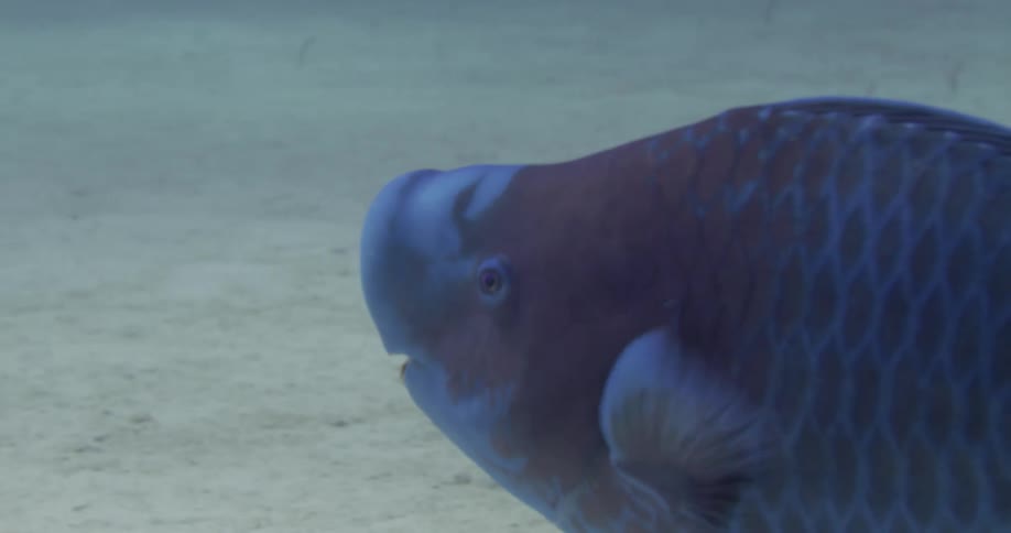 A blue fish is swimming underwater