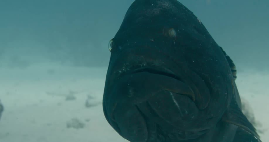A dark fish turns and swims near the sandy bottom