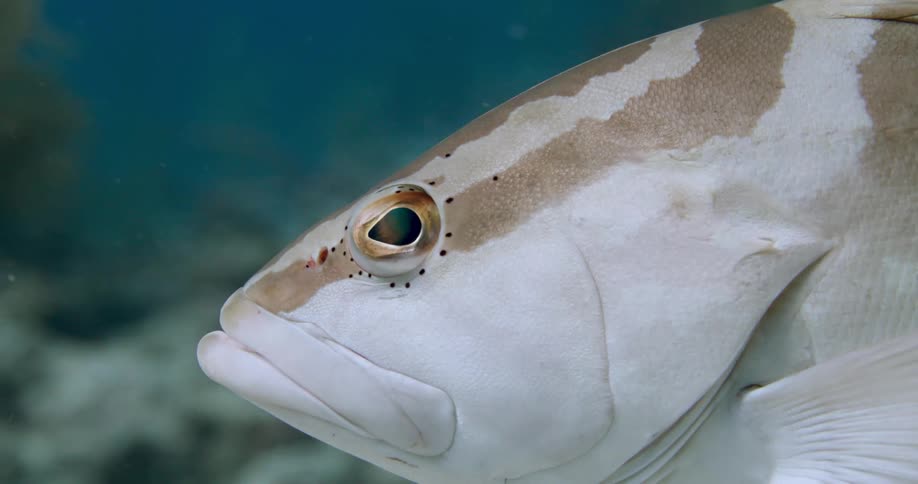 A fish swims slowly over the ocean floor