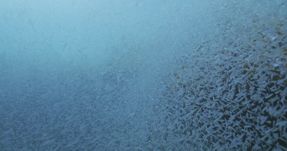 Large school of small fish obscures surrounding underwater as they dart around