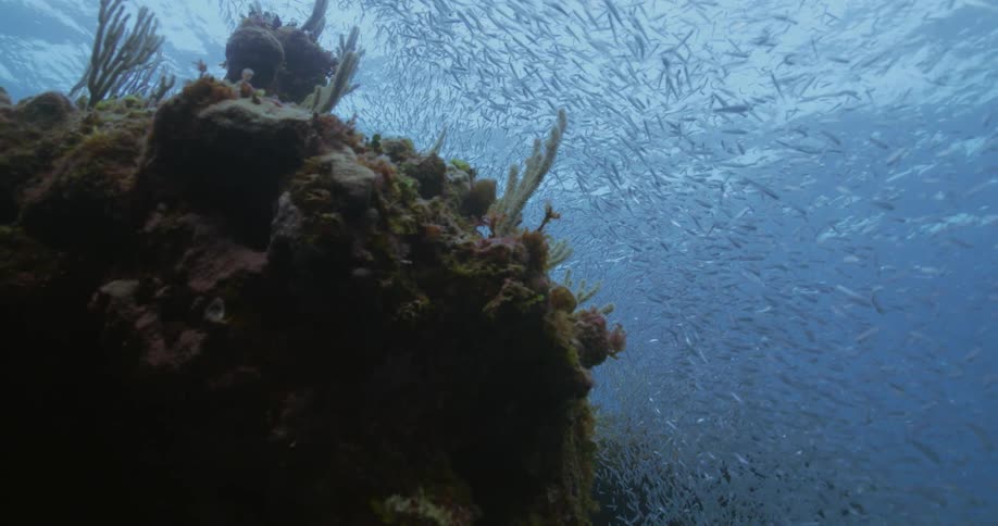 Small fishes shoaling and schooling over a coral reef in the blue ocean water