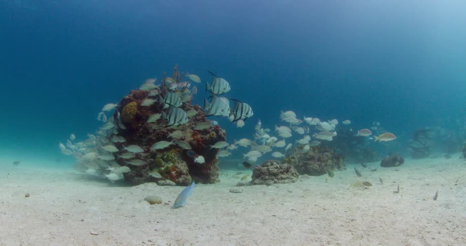 The fish swim near the sand underwater