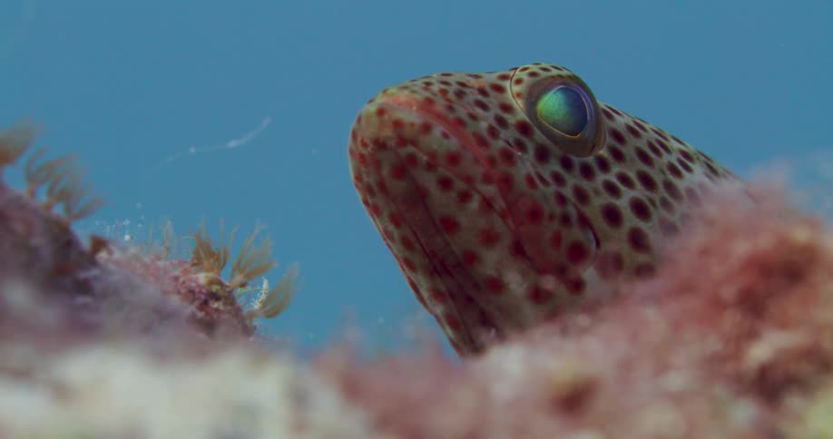 Colorful tropical fish floating over a pink coral reef in the blue ocean water