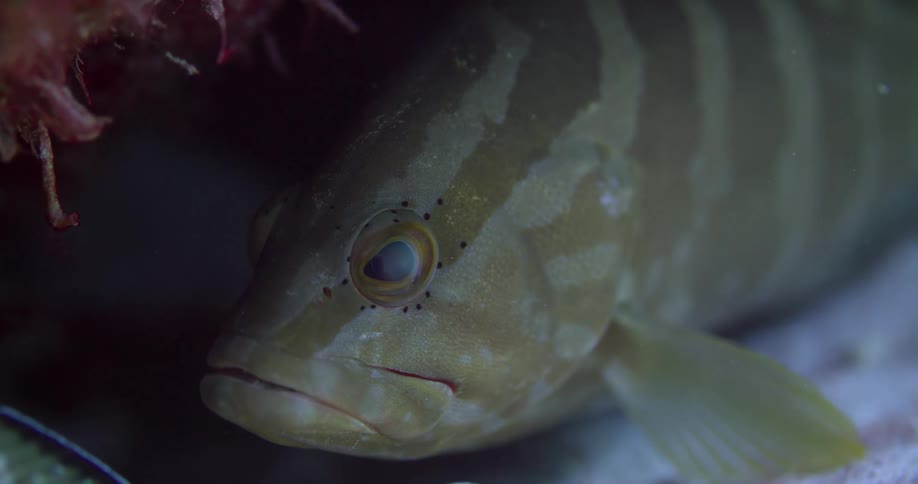 The fish is floating in the shadow