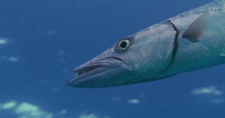 Close up of the head of a live mackerel swimming on the blue ocean waters