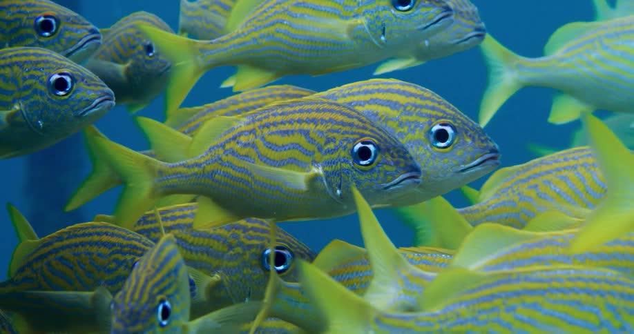 School of yellow fish