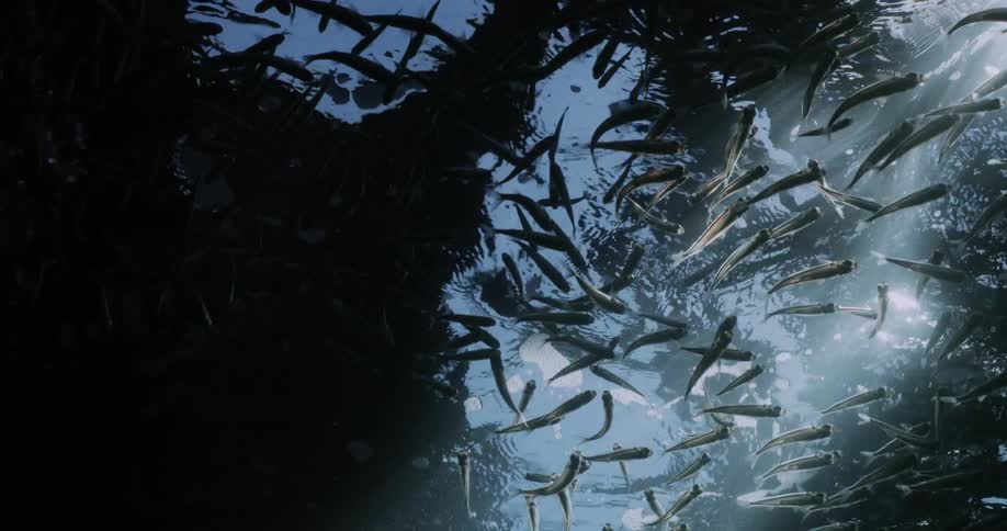 A school of small gray fish swimming underwater towards the surface at daytime