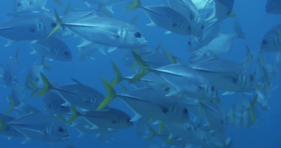 A school of fish swimming underwater together