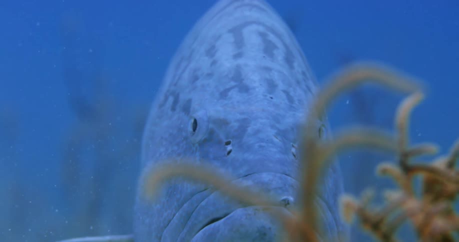 A fish under water