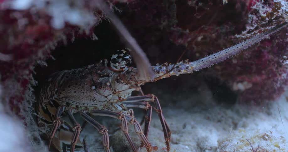 A Lobster sits underwater on sand