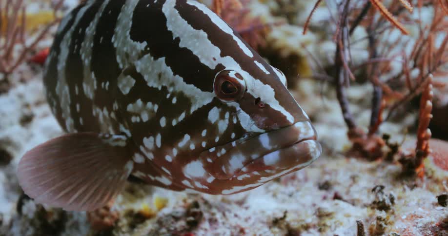 Nassau grouper looking at camera underwater