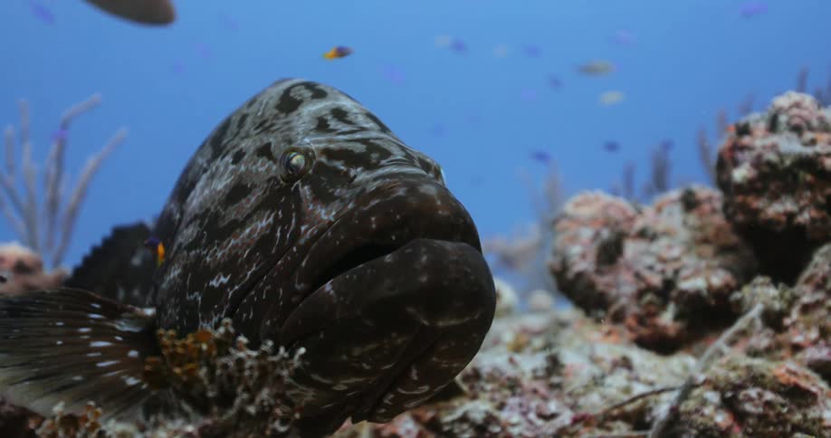 A fish in the ocean