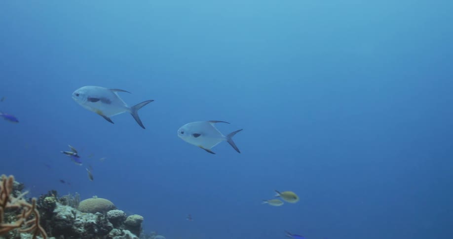 School of fish swimming under the sea above coral reef