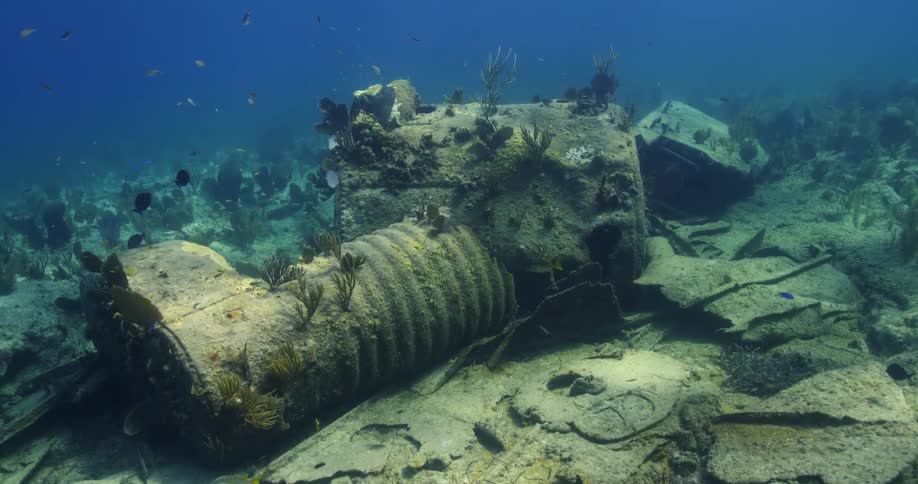 The fish swim around the wreck underwater