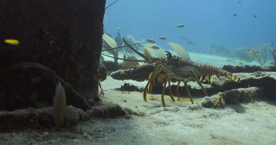 A view of a lobster walking in the ocean