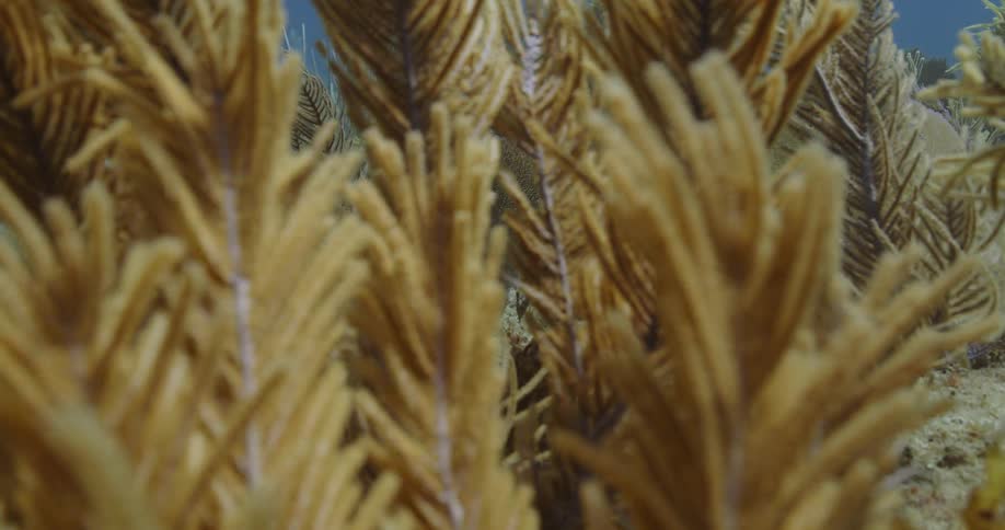 Kelp moves back and forth underwater