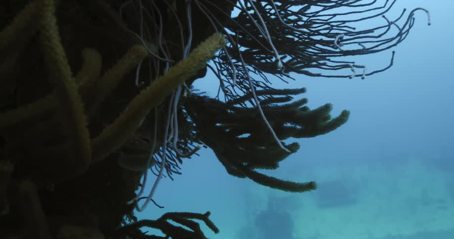 Underwater footage of plants in the ocean