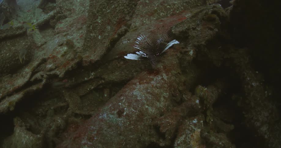 Black and white lionfish floating over a sunken ship at the bottom of the ocean