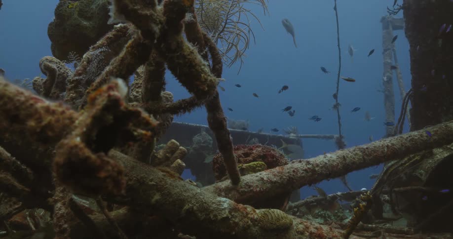Tropical fish schooling and shoaling over the remains of a sunken ship in the ocean