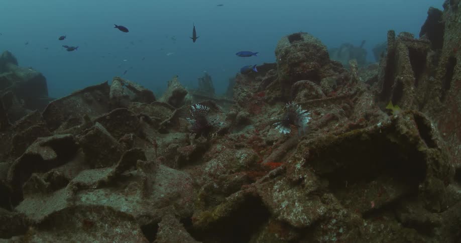 Underwater footage of fish swimming in the ocean
