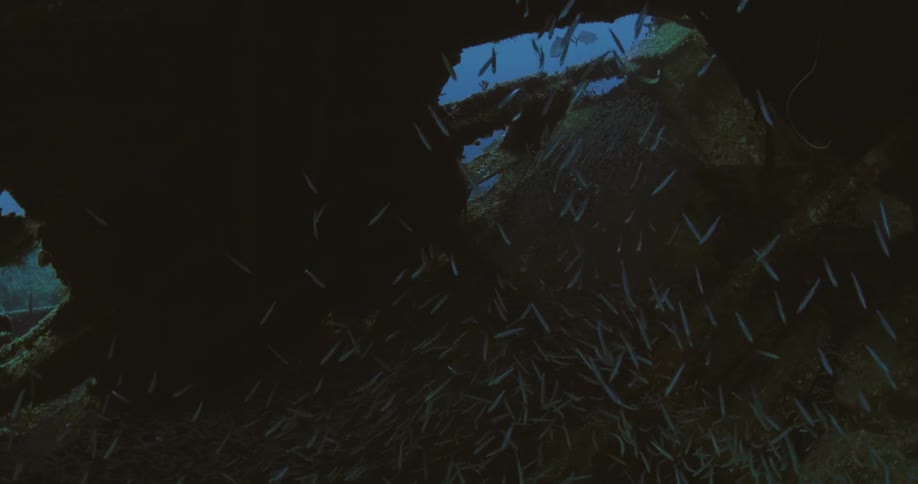 Fish school swims around shipwreck based reef