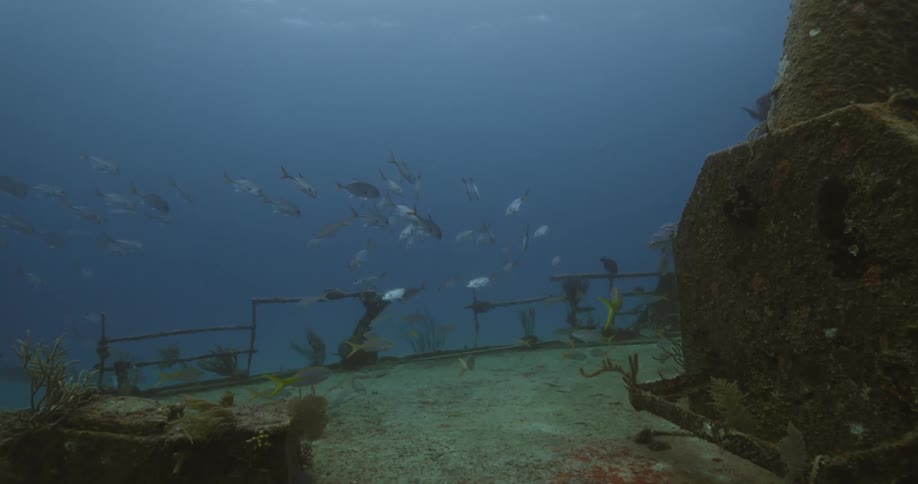 Fish swim near encrusted ship wreck