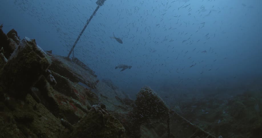A view of fish swimming around a shipwreck