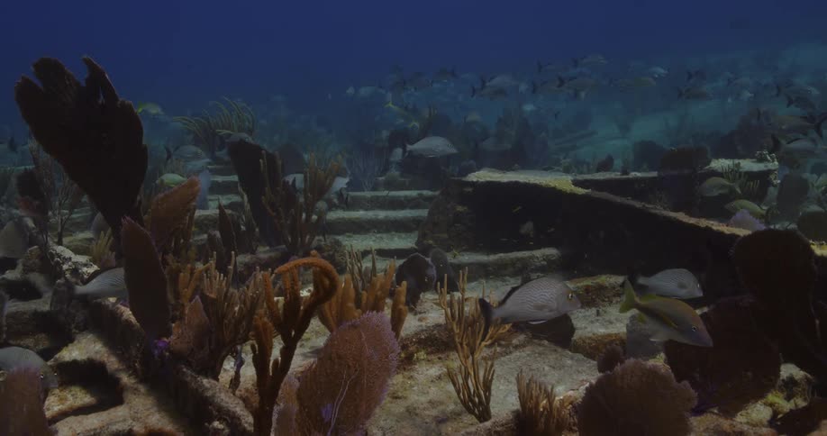 Fish swimming under water