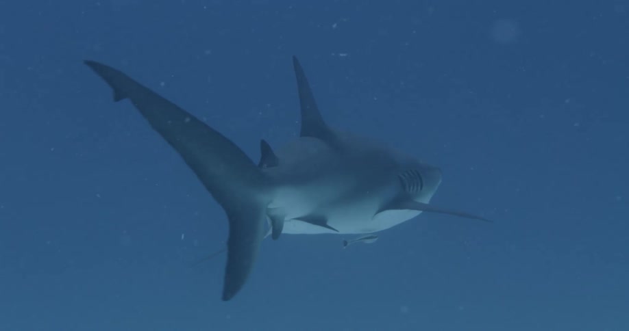 A shark is swimming in the ocean