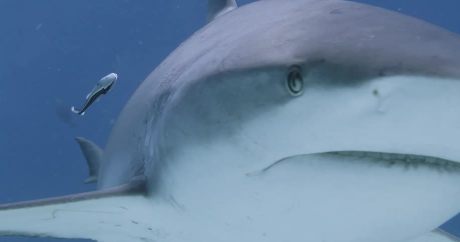 A shark is swimming underwater