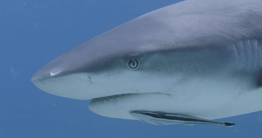 A shark is swimming underwater