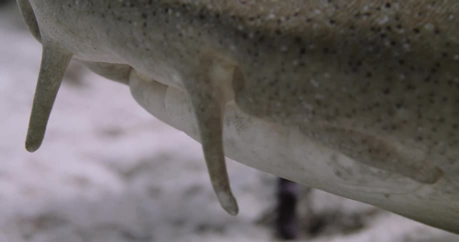 A Nurse Shark is moving at the bottom of the ocean
