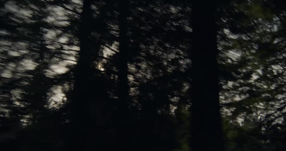 View moving through a forest looking at the sun in a hazy sky through the trees