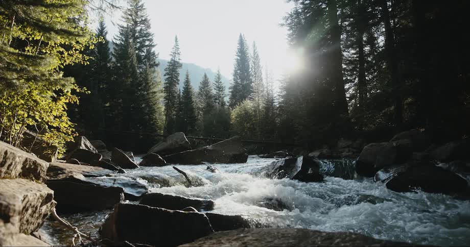 A stream in a forest splashes over rocks as the sun shines brightly through the trees