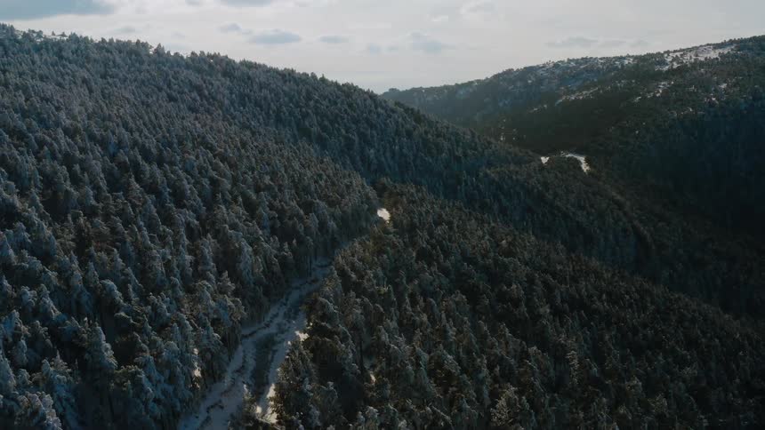 A road winds through dense trees in a hilly forest
