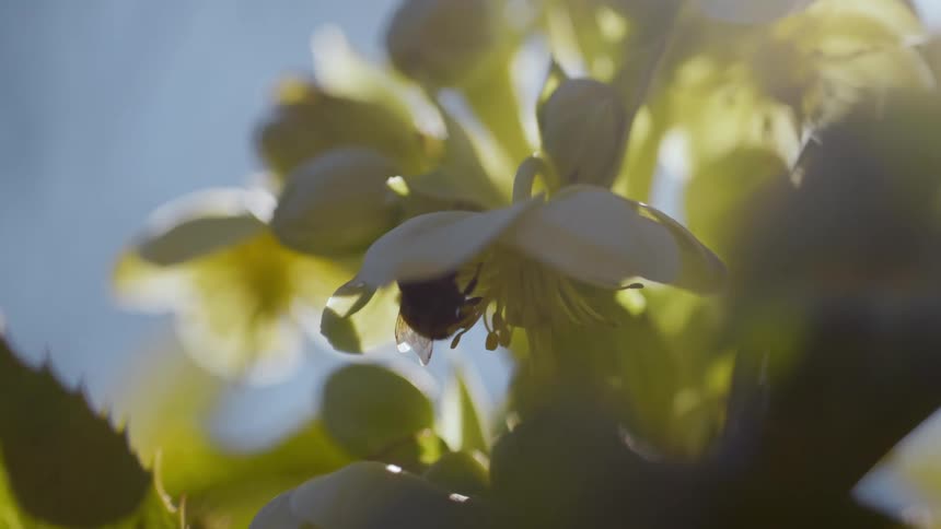 A bee is on a flower pollinating