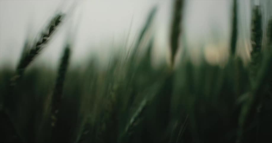 Green wheat blowing back and forth in the wind