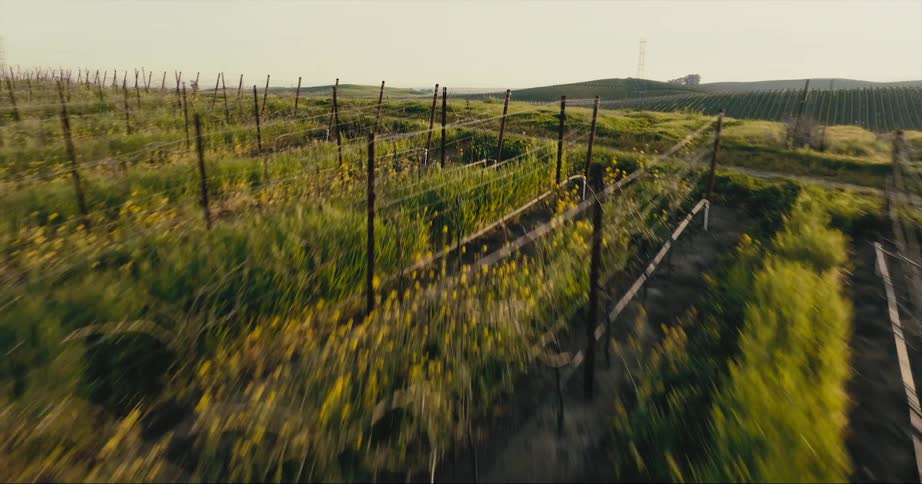 Rows of crops on green fields and slopes