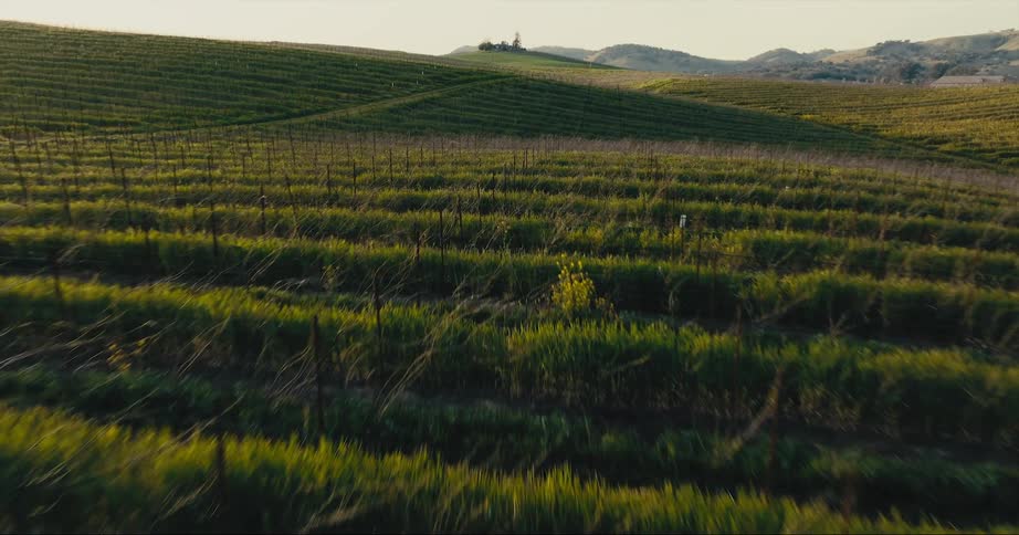 Rows of crops fill a field