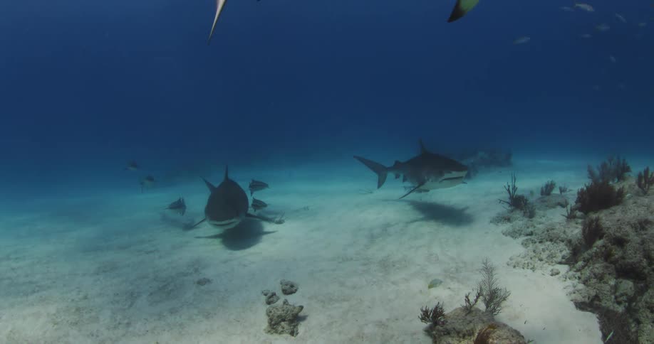Tiger Shark swim at the bottom of the ocean