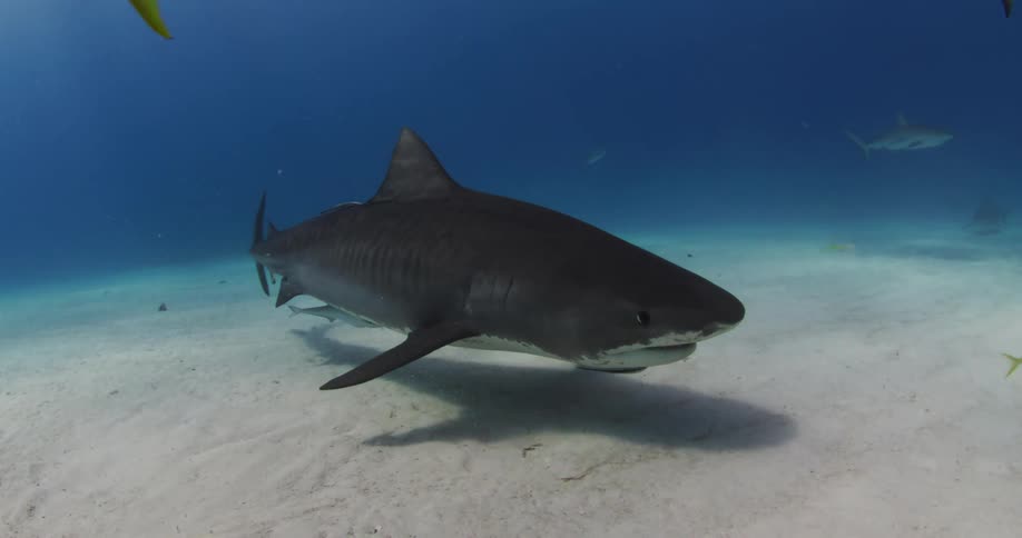 A Tiger Shark swims near the sea floor during the day