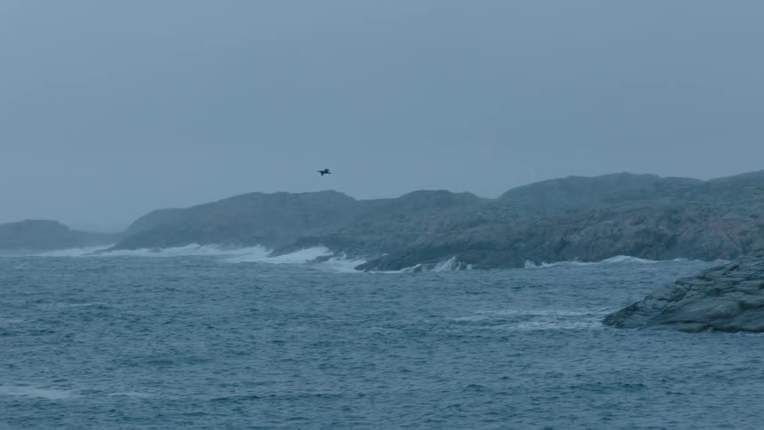 A bird flies from a rocky shore across ocean waves on a gray foggy day