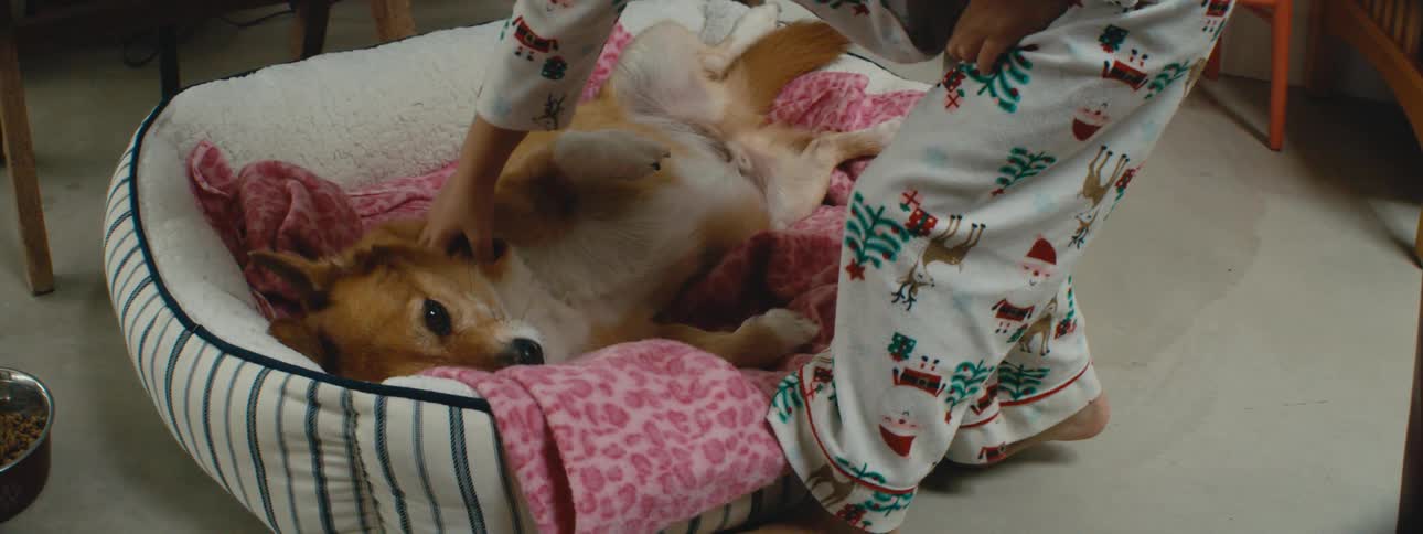 A child petting a dog lying on a dog bed