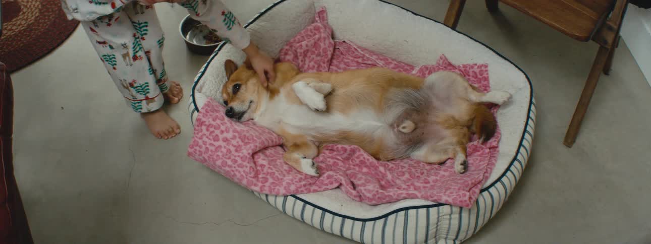Child with pajamas strokes dog lying on mattress in living room at home
